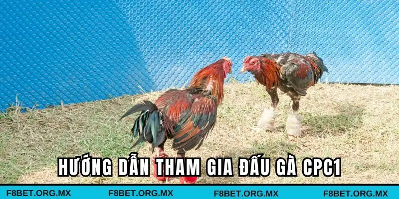 Hướng dẫn tham gia đấu gà CPC1 tại F8BET