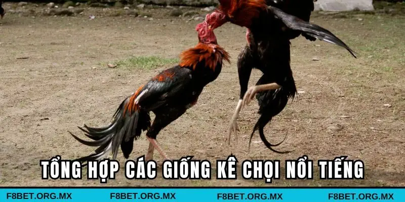 Tổng hợp các giống kê chọi nổi tiếng nhất hiện nay